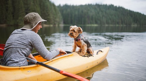 The ultimate guide to kayaking with your dog