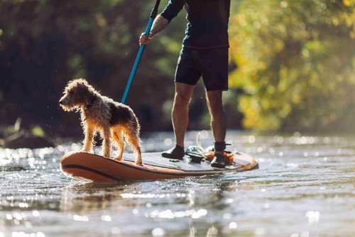 best paddle boards for beginners