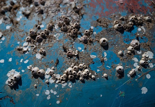 barnacles on a boat