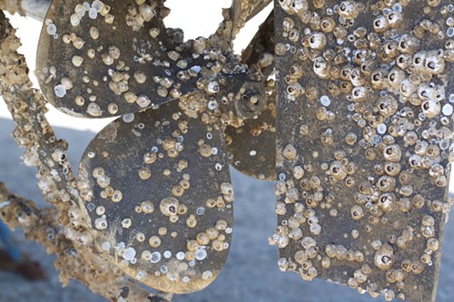 barnacles on a boat propeller